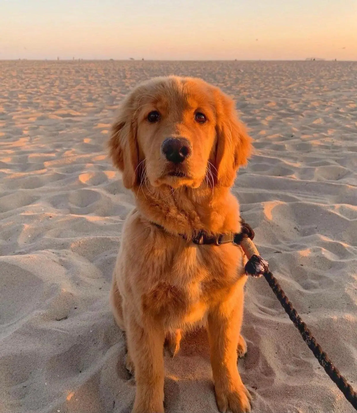 ROPE LEASH - NOIR Pawsome Pets New York® Official Site