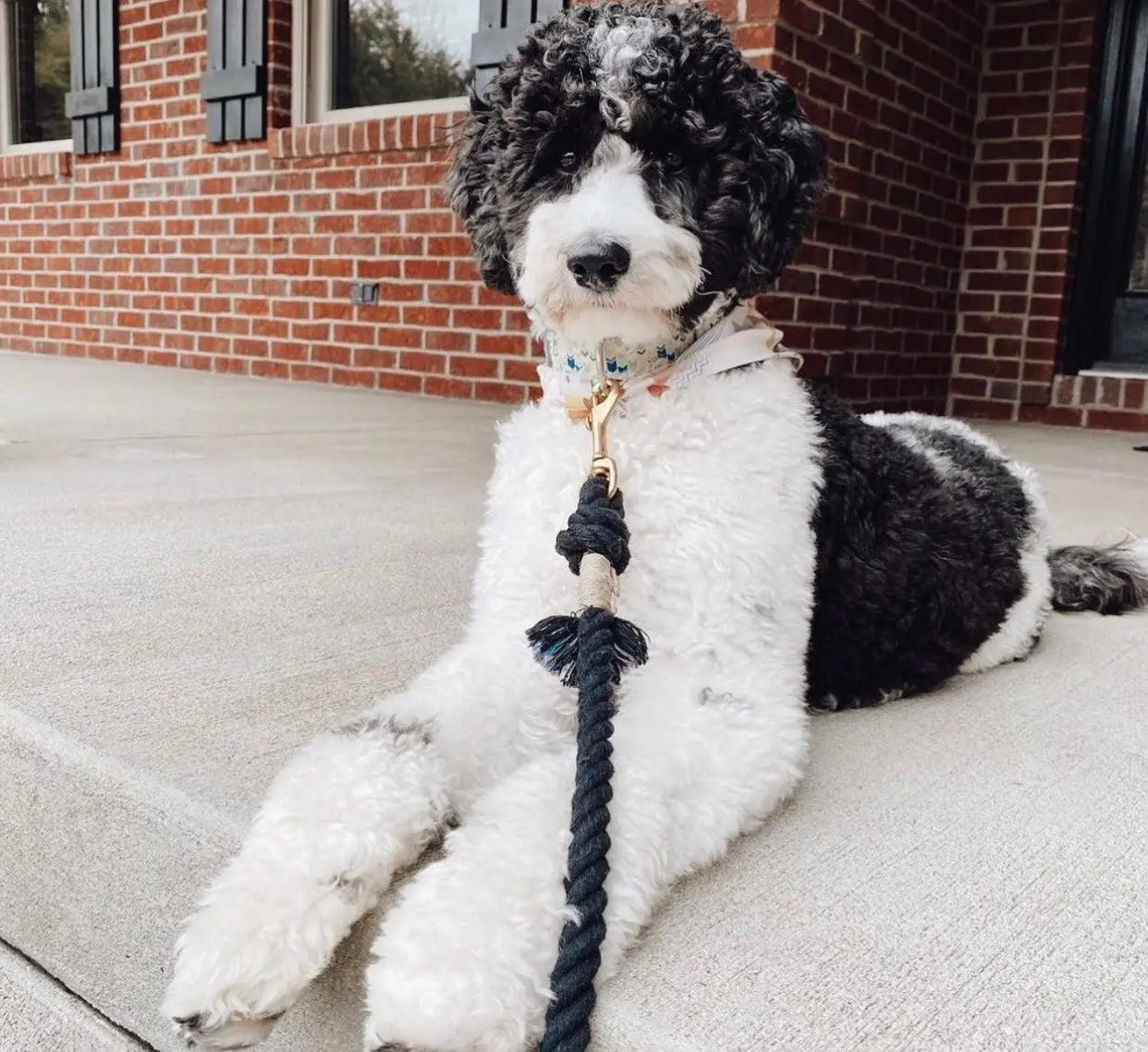 ROPE LEASH - NOIR Pawsome Pets New York® Official Site