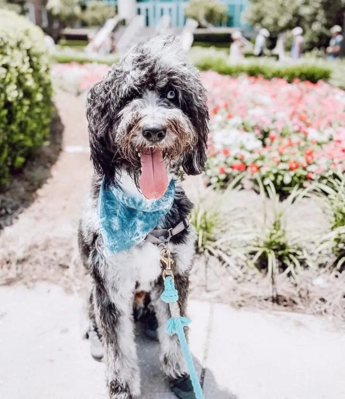 BANDANA - OCEAN BLUE PAWSOME PETS