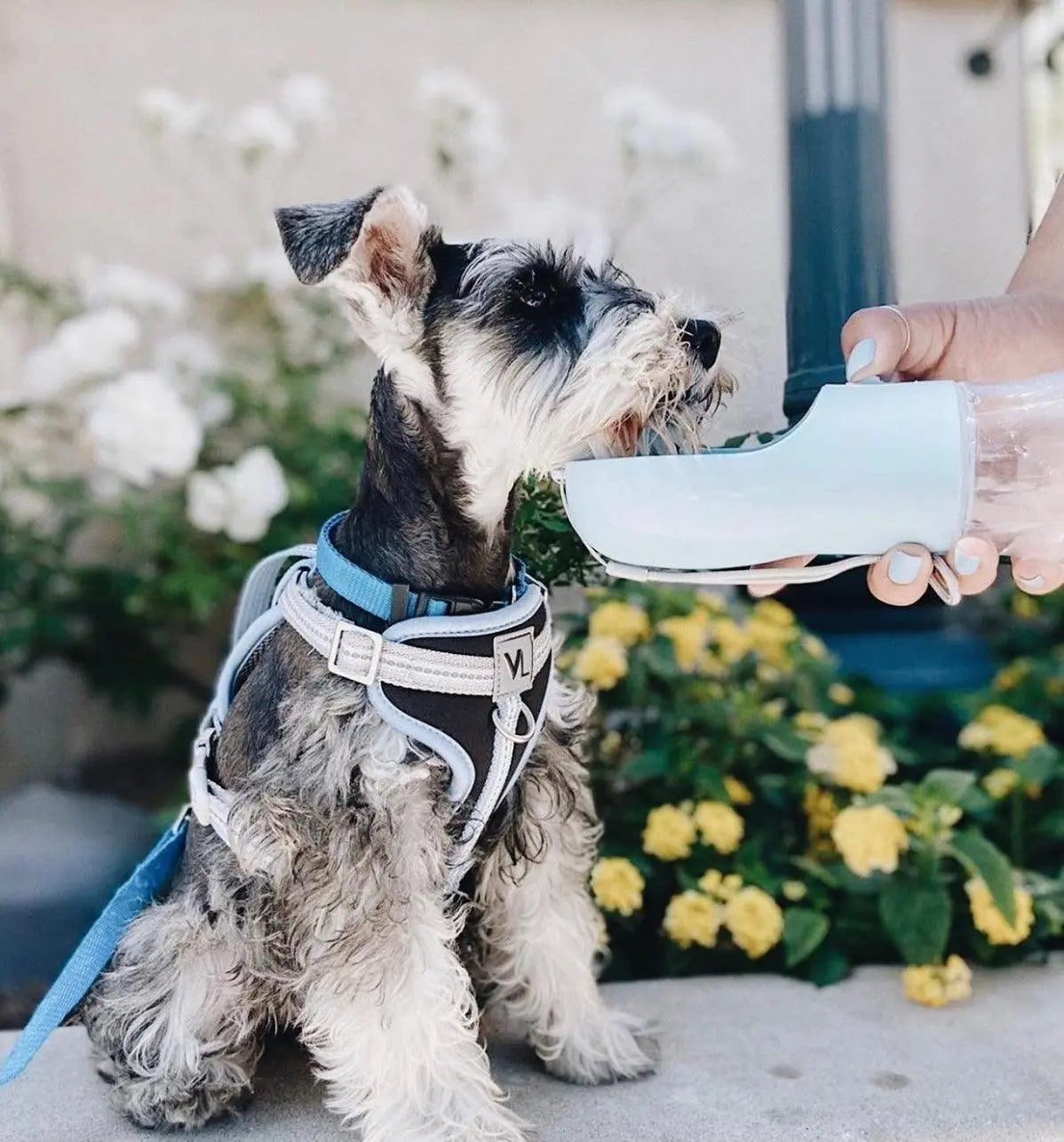 2 IN 1 PORTABLE PET FEEDER - BLUE PAWSOME PETS